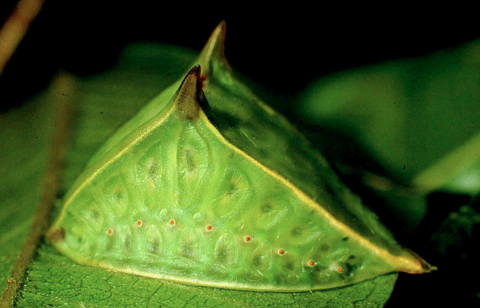 Fig.6. Mostrando larva de <i>Semyra irena</i></i>. En posición lateral de 20mm de longitud. Voucher : 01-SRNP-631-DHJ57317.jpg.