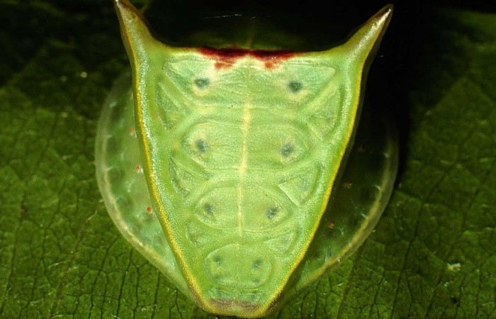 Fig.7. Mostrando larva de <i>Semyra irena</i></i>. En posición frontal. Voucher : 01-SRNP-631-DHJ57318.jpg
