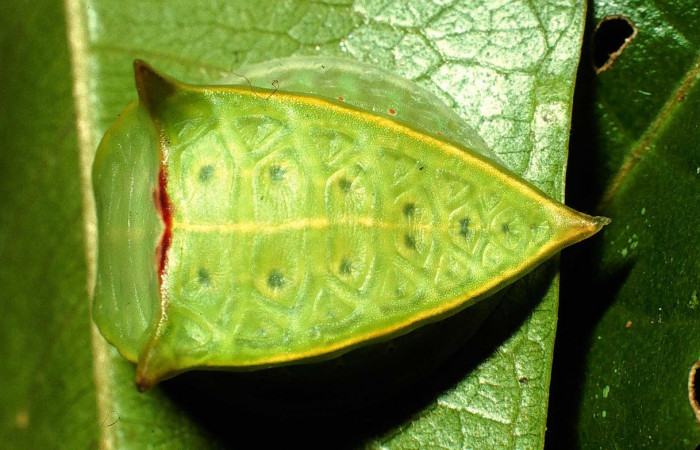 Fig.8. Mostrando larva de <i>Semyra irena</i></i>. En posición dorsal Voucher : 01-SRNP-631-DHJ57320.jpg.
