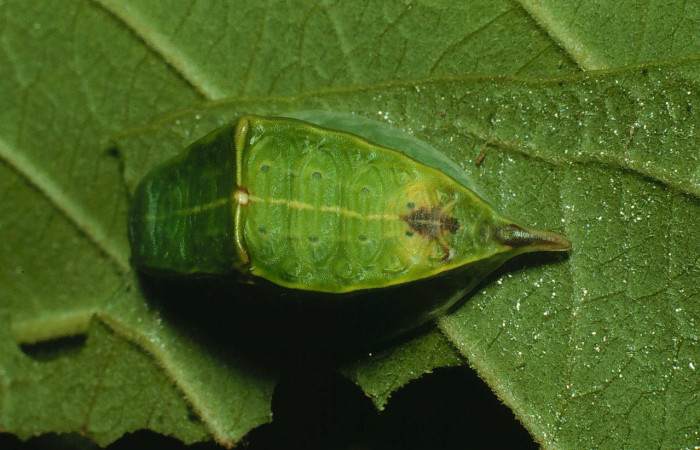 Fig.9. Mostrando larva de <i>Semyra finita</i></i>. En posición dorsal Voucher : 91-SRNP-2210-DHJ14480.jpg