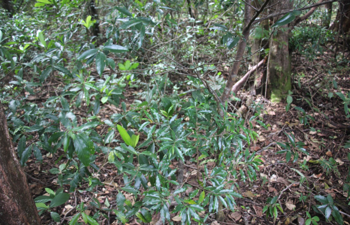 Fig. 10 Planta <i> Damburneya salicifolia,</i></i> (Lauraceae), hospedera de la larva <i>Isochaetes kenjii</i></i>, Limacodidae, Sector Mundo Nuevo, Portón Ice. Foto tomada Elieth Cantillano, Noviembre 28 2022.

