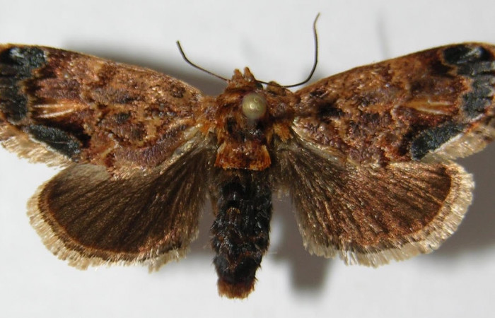 Fig.1 Adulto <i>Isochaetes kenjii</i></i>,                                       Limacodidae, mostrando la parte dorsal. Voucher: 09-SRNP-36473-DHJ516178.