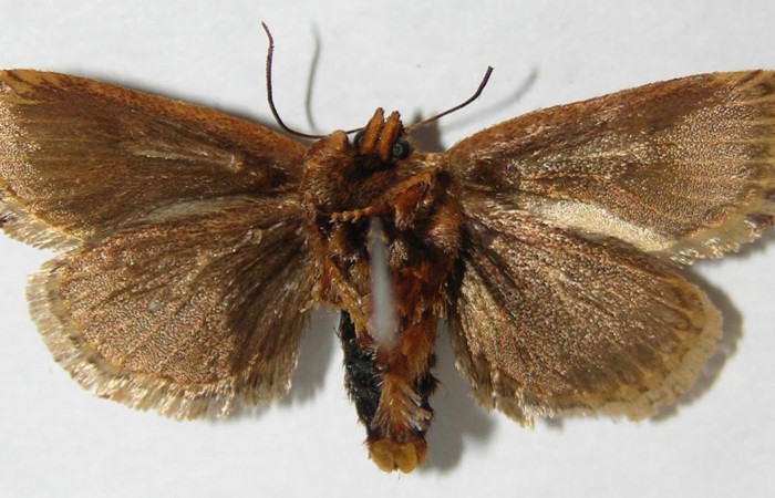 Fig.2 Adulto <i>Isochaetes kenjii</i></i>,                                       Limacodidae, mostrando la parte ventral. Voucher: 09-SRNP-36473-DHJ516179.