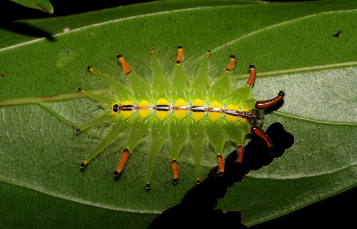 Fig. 3 Larva <i>Isochaetes kenjii</i></i>, Limacodidae, se alimenta <i>Nectandra hihua</i></i>,familia (Lauraceae), mostrando la posición dorsal entero,U estadio. Voucher: 07-SRNP-2711-DHJ425818.jpg.