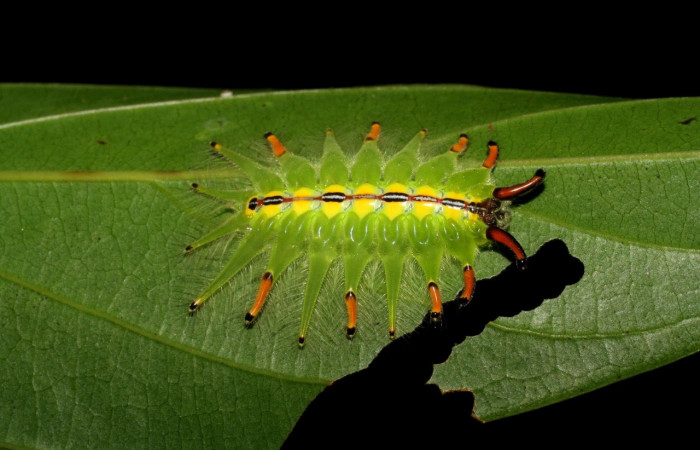 Fig. 4 Larva <i>Isochaetes kenjii</i></i>, Limacodidae, se alimenta <i>Nectandra hihua</i></i>,familia (Lauraceae), mostrando la posición dorsal entero,U estadio. Voucher: 07-SRNP-2711-DHJ425820.jpg.