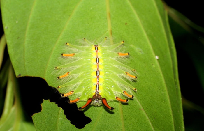 Fig.5 Larva <i>Isochaetes kenjii</i></i>, Limacodidae, se alimenta <i>Nectandra hihua</i></i>, familia (Lauraceae), mostrando la posición frontal,U estadio. Voucher: 07-SRNP-2711-DHJ425821.jpg.