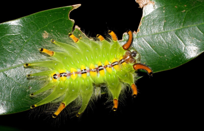 Fig.6 Larva <i>Isochaetes kenjii</i></i>, Limacodidae, se alimenta <i>Damburneya salicifolia</i></i>, familia (Lauraceae), mostrando la posición dorsal,U estadio. Voucher: 07-SRNP-58029-DHJ428599.jpg.