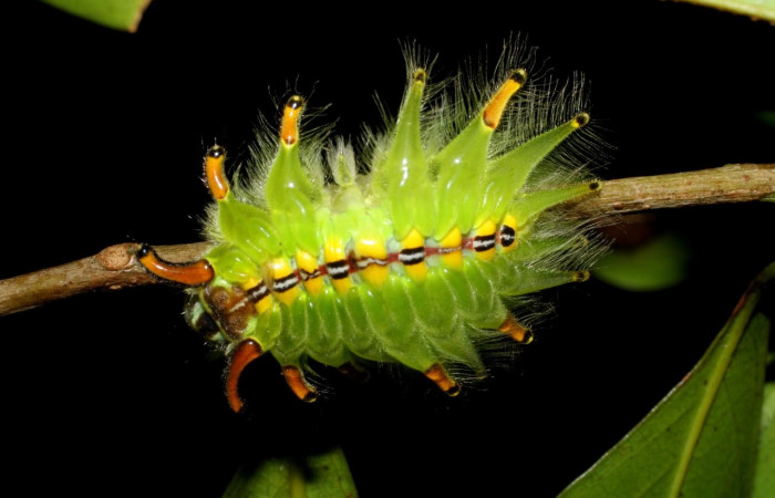 Fig. 7 Larva <i>Isochaetes kenjii</i></i>, Limacodidae, se alimenta <i>Damburneya salicifolia</i></i>, familia (Lauraceae), mostrando la posición lateral entero,U estadio. Voucher: 07-SRNP-58029-DHJ428604.jpg.