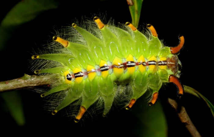 Fig. 8 Larva <i>Isochaetes kenjii</i></i>, Limacodidae, se alimenta <i>Damburneya salicifolia</i></i>, familia (Lauraceae), mostrando la posición dorsal entero,U estadio. Voucher: 07-SRNP-58029-DHJ428606.jpg.