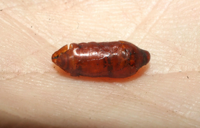 Fig. 9 Pupa de la larva <i>Isochaetes kenjii</i></i>, adentro parásitos <i>Austrophorocera</i></i> Janzen07 familia (Tachinidae). Voucher: 08-SRNP-56546-DHJ462589.jpg.