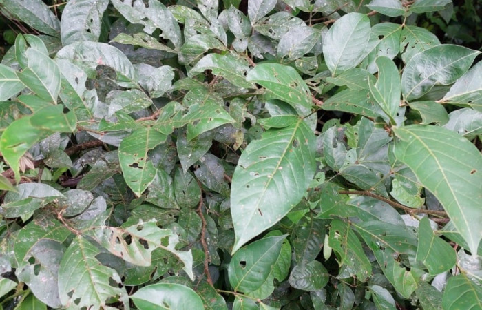  <i>Inga punctata</i></i> (Fabaceae), planta hospedera de <i>Pero coronada</i></i> (Geometridae. Sector San Cristóbal, Bosque Transición. Foto, Elda Araya, 11 	Diciembre 2022.
