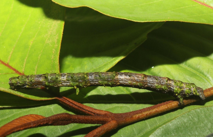  Larva en posición lateral de <i>Pero coronata</i></i> (Geometridae), U estadio. Sector Pitilla, Estación Quica, Medrano. Voucher 18-SRNP-70707-DHJ741985.jpg.