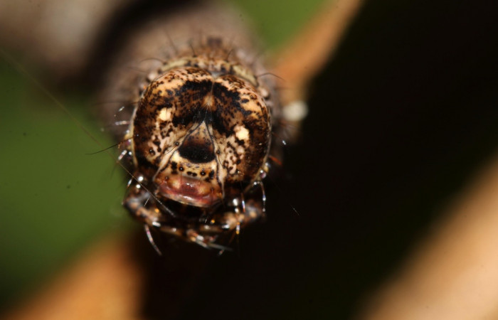  Cabeza en posición frontal de <i>Pero coronata</i></i> (Geometridae), U estadio. Sector Pitilla, Pasmompa. Voucher 17-SRNP-32045-DHJ740086.jpg.