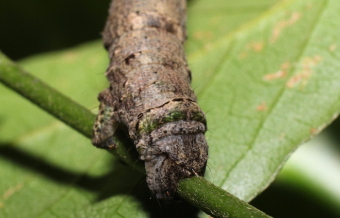  Cola en posición lateral de <i>Pero Tabitha</i></i> (Geometridae), U estadio. Sector Rincon Rain Forest, Estación Wege. Voucher 19-SRNP-27796-DHJ761679.jpg.