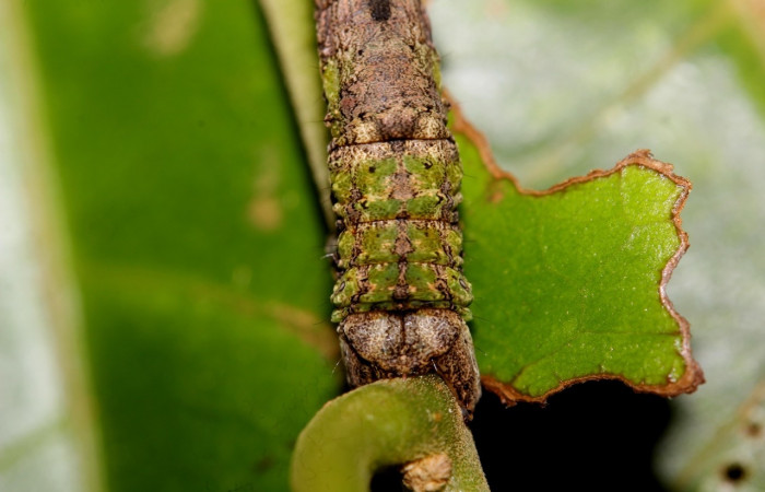  Cola en posición lateral de <i>Pero coronata</i></i> (Geometridae), U estadio. Sector Del Oro, Estación Los Almendros, Tangelo. Voucher 18-SRNP-20781-DHJ711687.jpg.