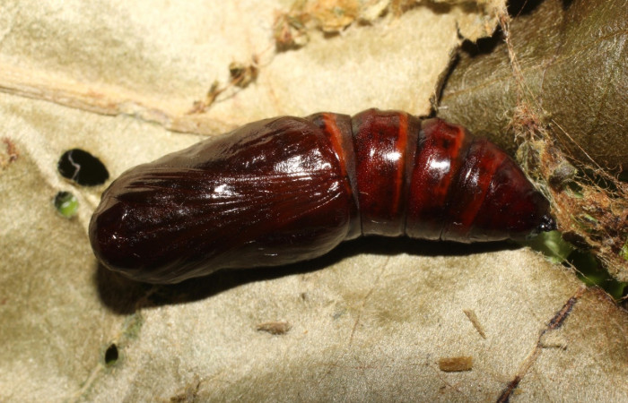  Pupa en posición lateral de <i>Pero coronata</i></i> (Geometridae). Sector Del Oro, Estación Los Almendros, Tangelo. Voucher 19-SRNP-20303-DHJ756621.jpg.