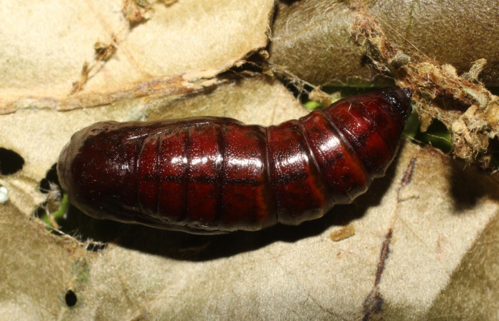  Pupa en posición dorsal de <i>Pero coronata</i></i> (Geometridae). Sector Del Oro, Estación Los Almendros, Tangelo. Voucher 19-SRNP-20303-DHJ756622.jpg.
