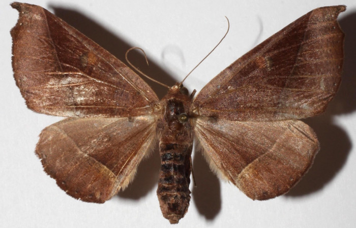  Adulto en posición dorsal de <i>Pero coronat</i></i>a (Geometridae). Sector Pitilla, Pasmompa. Voucher 17-SRNP-32045-DHJ936002.