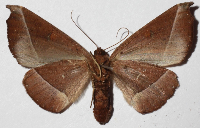  Adulto en posición central de <i>Pero coronata</i></i> (Geometridae). Sector Pitilla, Pasmompa. Voucher 17-SRNP-32045-DHJ936003.