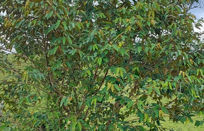  <i>Vismia baccifera</i></i> (Hipericaceae), planta hospedera de <i>Pero coronada</i></i> (Geometridae. Sector San Cristóbal, Sendero Huerta. Foto, Elda Araya, 11 Diciembre 2022.
