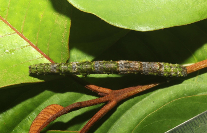  Larva en posición dorsal de <i>Pero coronata</i></i> (Geometridae), U estadio. Sector Pitilla, Estación Quica, Medrano. Voucher 18-SRNP-70707-DHJ741984.jpg.