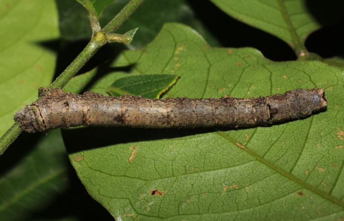  Larva en posición dorsal de <i>Pero coronata</i></i> (Geometridae), U estadio. Sector Del Oro, Estación Los Almendros, Tangelo. Voucher 18-SRNP-20781-DHJ711681.jpg.