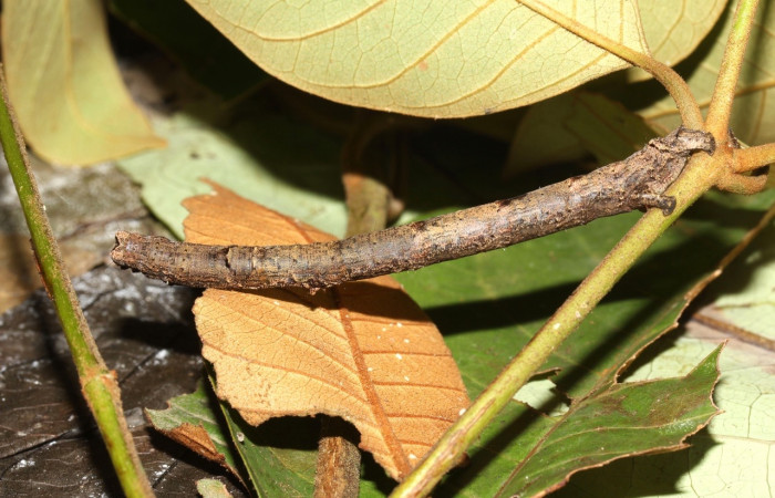  Larva en posición lateral de <i>Pero coronata</i></i> (Geometridae), U estadio. Sector Pitilla, Pasmompa. Voucher 17-SRNP-32045-DHJ740084.jpg.