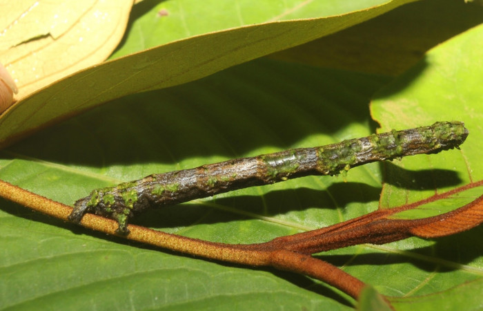  Larva en posición lateral de <i>Pero coronata</i></i> (Geometridae), U estadio. Sector Pitilla, Estación Quica, Medrano. Voucher 18-SRNP-70707-DHJ741989.jpg.