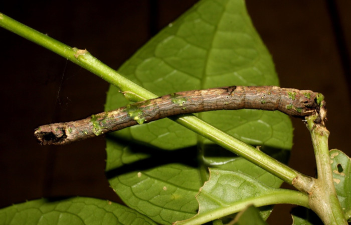  Larva en posición lateral de <i>Pero</i></i> tabithaDHJ02 (Geometridae), U estadio. Sector Pitilla, Sendero Laguna. Voucher 11-SRNP-30085-DHJ481340.jpg.