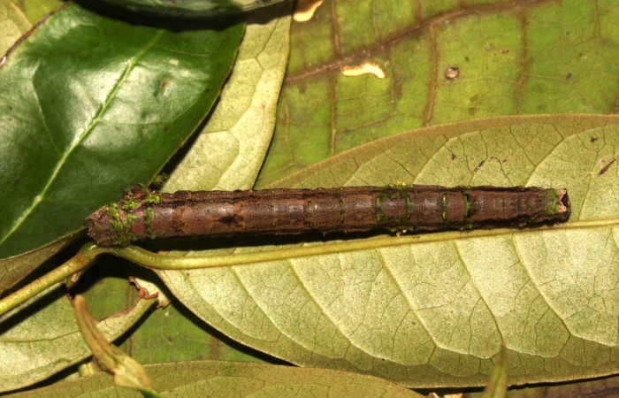  Larva en posición dorsal de <i>Pero tabitha</i></i> (Geometridae), U estadio. Sector Pitilla, Loaiciga. Voucher 21-SRNP-31010-DHJ787081.jpg.