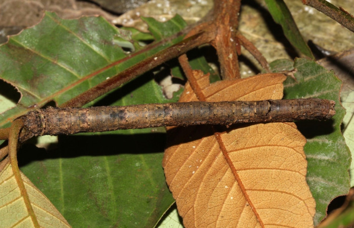  Larva en posición lateral de <i>Pero coronata</i></i> (Geometridae), U estadio. Sector Pitilla, Pasmompa. Voucher 17-SRNP-32045-DHJ740091.jpg.