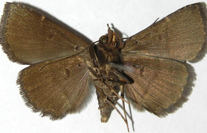 Fig.10 Adulto <i>Antiblemma tuva</i></i>  ventral.  Voucher: 07-SRNP-46424-DHJ388811.jpg