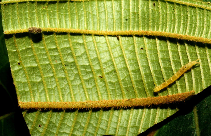 Fig.11  Cadáver y capullo de Glyptapanteles Janzen05 (Braconidae) en <i>Antiblemma Antiblemma tuva</i></i> . Voucher: 11-SRNP-32176-DHJ483986.jpg