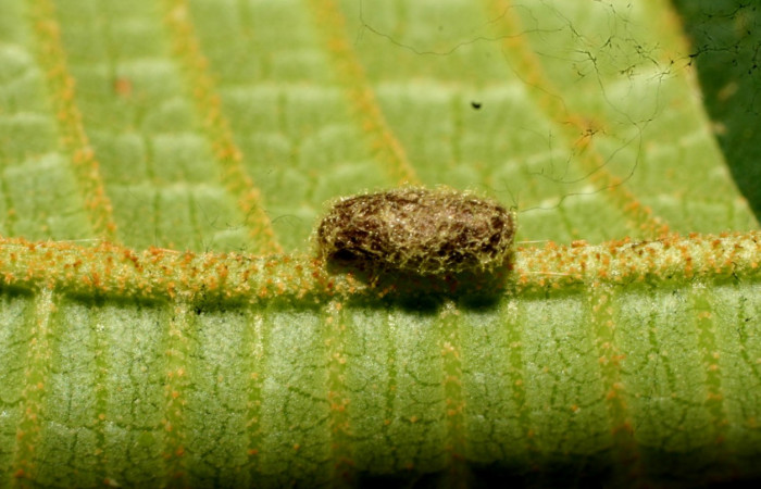 Fig.12 Capullo de (Braconidae) Glyptapanteles Janzen05 en <i>Antiblemma Antiblemma tuva</i></i> . Voucher: 11-SRNP-32176-DHJ483983.jpg