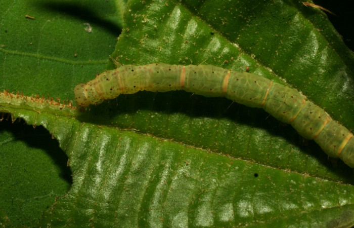 Fig.1 Larva <i>Antiblemma tuva</i></i>  en último estadío mostrando la parte dorsal. Voucher: 11-SRNP-32154-DHJ483901.jpg