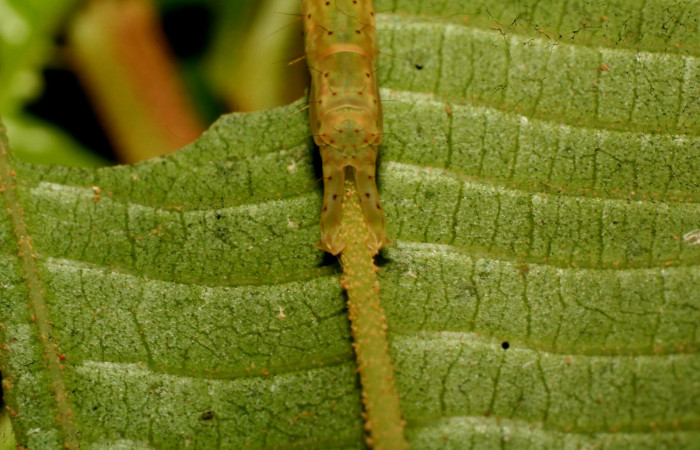 Fig.2  Larva <i>Antiblemma tuva</i></i> en último estadío mostrando la parte propatas.  Voucher: 11-SRNP-32179-DHJ483990.jpg