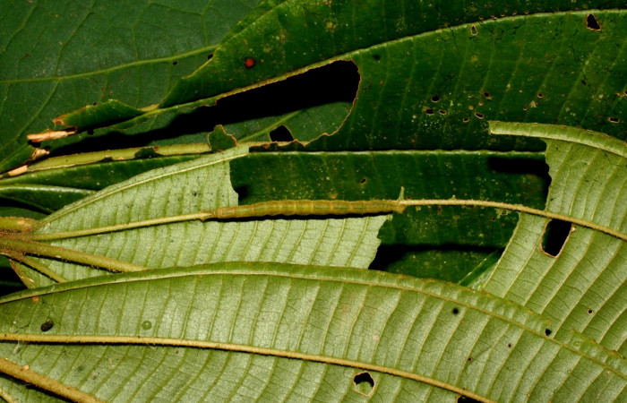Fig.3 Larva <i>Antiblemma tuva</i></i> en último estadío mostrando forma de cortar la hoja cuando se alimenta.  Voucher: 11-SRNP-32179-DHJ483990.jpg