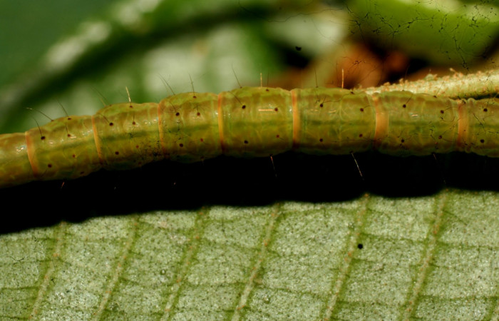 Fig.4 Larva <i>Antiblemma tuva</i></i> en último estadío mostrando la parte dorsal mostrando caracterisca glabra del cuerpo.Voucher:  11-SRNP-32179-DHJ483993.jpg