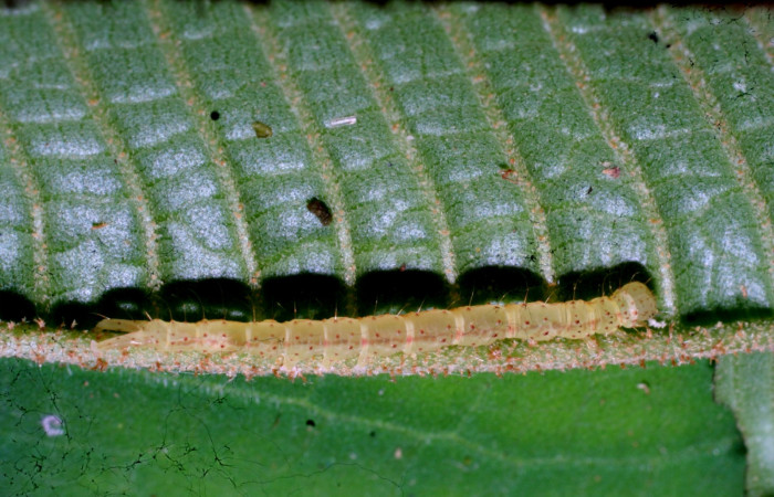 Fig.6 Larva <i>Antiblemma tuva</i></i> tercer estadío mostrando la parte lateral mostrando forma del cuerpo en los primeros estadíos. Voucher: 11-SRNP-32156-DHJ483918.jpg