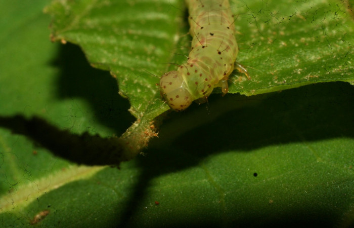 Fig.7 Larva <i>Antiblemma tuva</i></i> último estadío mostrando la parte frontal, comiendo. Voucher: 09-SRNP-31589-DHJ458648.JPG