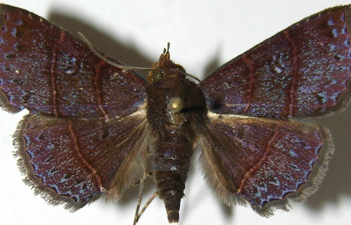 Fig.9 Adulto<i>Antiblemma tuva</i></i>  dorsal. Voucher: 07-SRNP-46424-DHJ388810.jpg