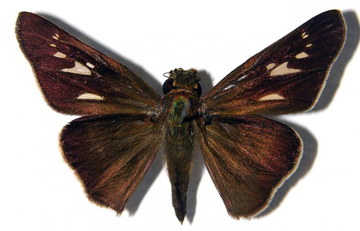 Figura 9. Adulto de <i>Panoquina lucas</i></i> (Hesperiidae), hembra vista dorsal, localidad Quebrada Otilio, Sector Cacao ACG (550m). Voucher: 04-SRNP-47733-DHJ97818.jpg.