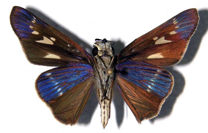 Figura 10. Adulto de <i>Panoquina lucas</i></i> (Hesperiidae), hembra vista ventral, localidad Quebrada Otilio, Sector Cacao ACG (550m). Voucher: 04-SRNP-47733-DHJ97819.jpg.
