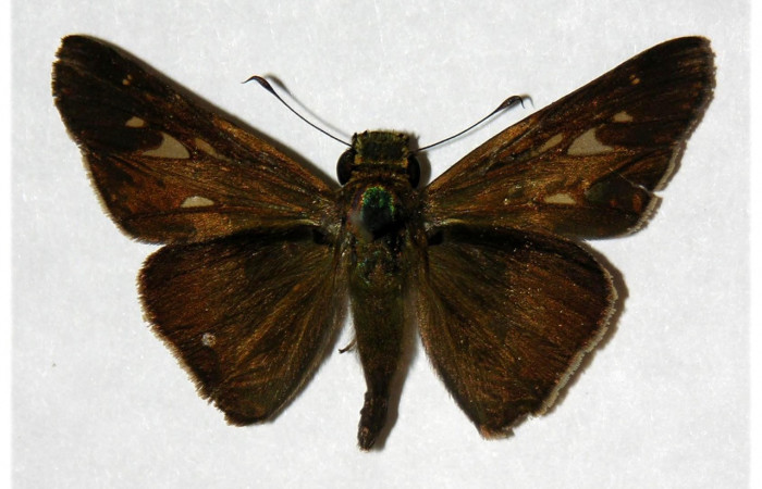 Figura 7. Adulto de <i>Panoquina lucas</i></i> (Hesperiidae), macho vista dorsal, localidad Pasmompa Sector Pitilla ACG (440m). Voucher: 05-SRNP-32636-DHJ318090.jpg.