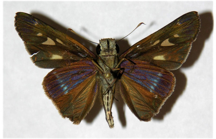 Figura 8. Adulto de <i>Panoquina lucas</i></i> (Hesperiidae), macho vista ventral, localidad Pasmompa Sector Pitilla ACG (440m). Voucher: 05-SRNP-32636-DHJ318091.jpg.