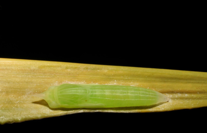 Figura 17. Pupa de <i>Panoquina</i></i> Janzen05 (Hesperiidae), vista dorsal, localidad Pasmompa, Sector Pitilla ACG (440m). Voucher: 05-SRNP-32749-DHJ404882.jpg.