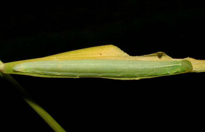 Figura 4. Larva <i>Panoquina lucas</i></i> (Hesperiidae), último estadío (U) vista lateral, localidad Pamompa Sector Pitilla ACG (440m). Voucher: 05-SRNP-33322-DHJ405773.jpg.