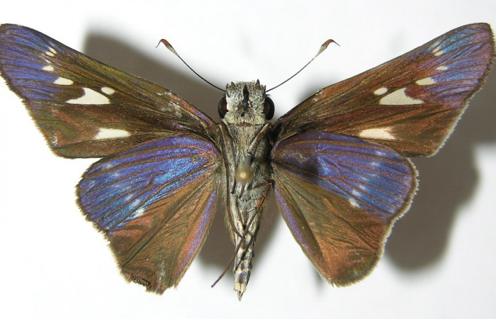 Figura 16. Adulto de <i>Panoquina</i></i> lucasDHJ03 (Hesperiidae), vista ventral, localidad Pasmompa, Sector Pitilla ACG (440m). Voucher: 06-SRNP-32303-DHJ346299.jpg.