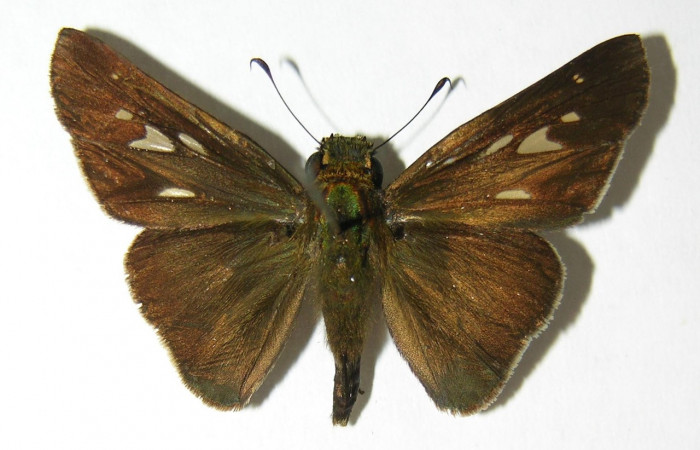 Figura 1. Adulto de <i>Panoquina lucas</i></i> (Hesperiidae), vista dorsal, localidad Pamompa, Sector Pitilla ACG (440m). Voucher: 06-SRNP-32312-DHJ346300.jpg.