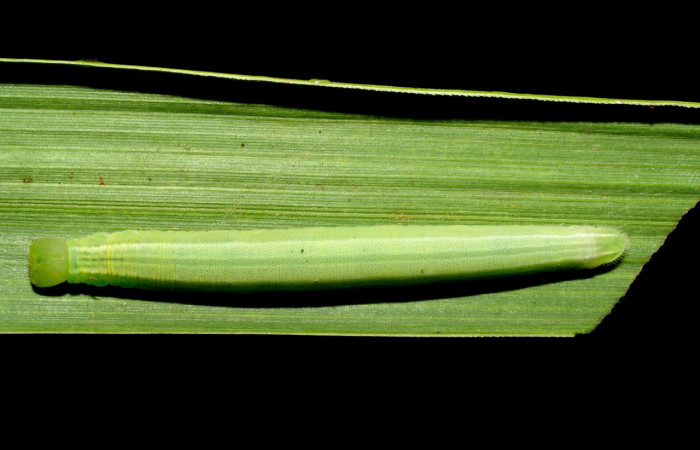 Figura 14. Larva <i>Panoquina</i></i> lucasDHJ03 (Hesperiidae), último estadío (U) vista dorsal, localidad Pasmompa, Sector Pitilla ACG (440m). Voucher: 06-SRNP-33013-DHJ416063.jpg.